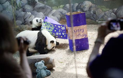 Giant Panda Twins Turn 2 At Zoo Atlanta Only Surviving Panda Twins