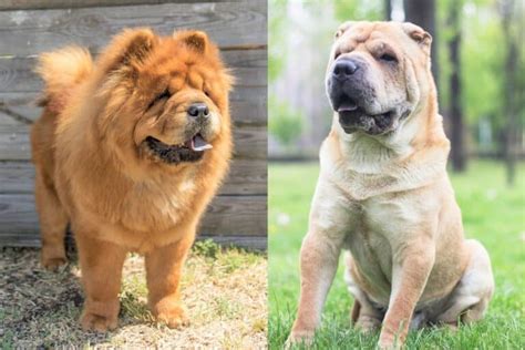 Chow Pei Chow Chow And Shar Pei Mix Facts And Personality Traits