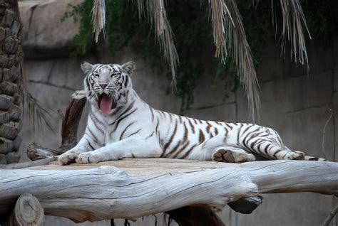 White Tiger At Al Ain Zoo United Arab Emirates Clicked By Neil C