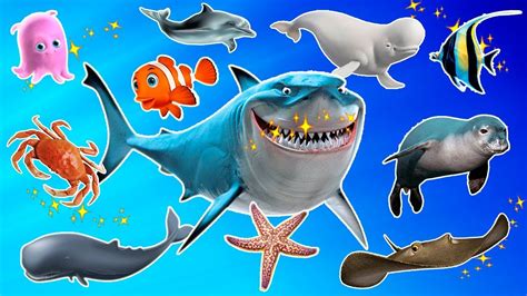 Learn Sea Animals Names And Sounds Real Sea Animals For Kids Youtube