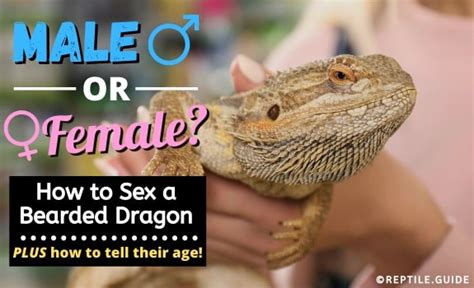 How To Sex A Bearded Dragon In 5 Easy Steps Male Or Female