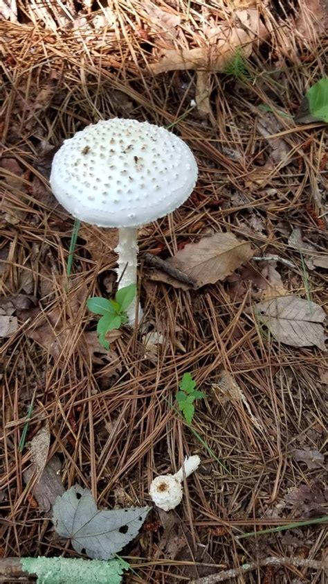 Help Us Identify This Mushroom Found Today In North