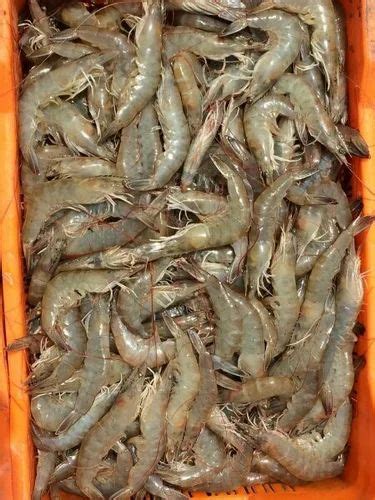 Prawns And Vannamei Shrimp Manufacturer Gd Patel Zinga Farm Navsari