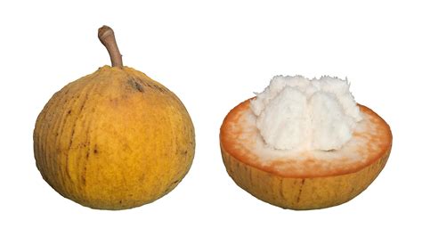 Fresh Santol Fruit Isolated On White Background Clipping Path 7000454