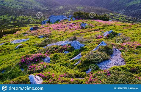 Pink Rhododendron Flowers On Morning Summer Mountain Slope Stock Photo