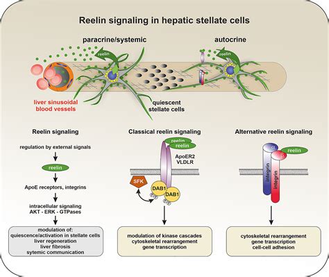 Hepatic Stellate Cells Current State And Open Questions