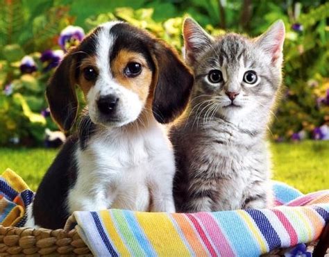 Cat Dog Together Cute Kittens And Puppies Cats Are Soooo Cute Unusual