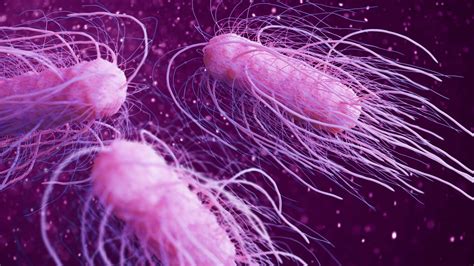 Mysterious Salmonella Outbreak Spreads Across 29 States
