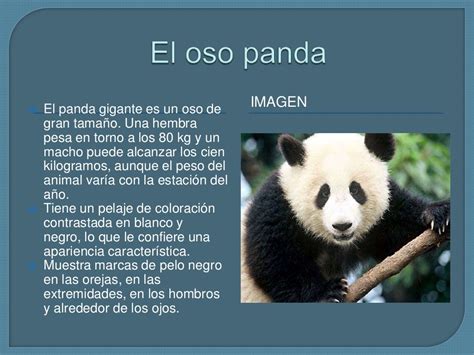 Presentacio Oso Panda
