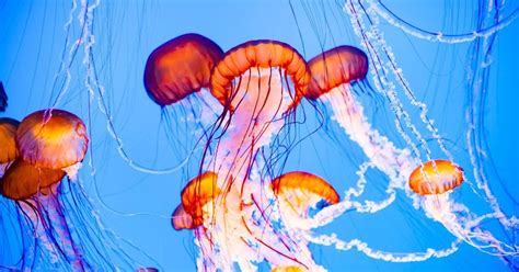 5 Home Remedies For Jellyfish Stings Facty Health