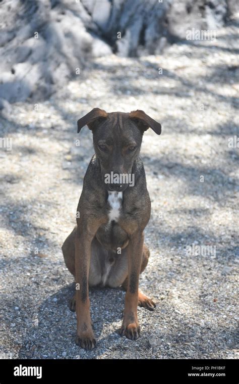 Wild Dog Breed Of The Arubian Cunucu Dog Stock Photo Alamy