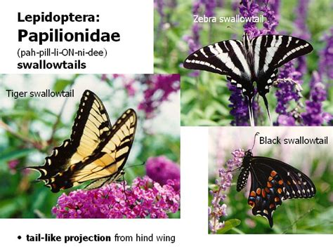 Lepidoptera Butterflies Moths Skippers