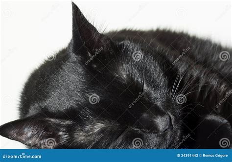 Black Cat Sleeping Stock Image Image Of Black Relaxation 34391443