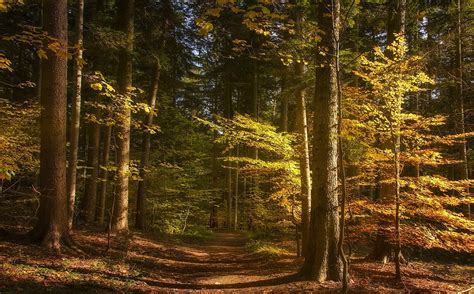 Landscape Nature Forest Path Fall Sunlight Trees Wallpapers Hd