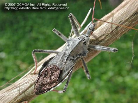 Beneficial Insects In The Garden 09 Wheel Bug Arilus Cristatus