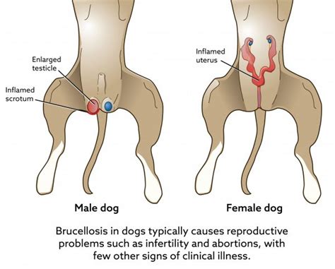 Except in the vertical transmission, virus enter the animals through the oral route. Brucellosis in Dogs | VCA Animal Hospital