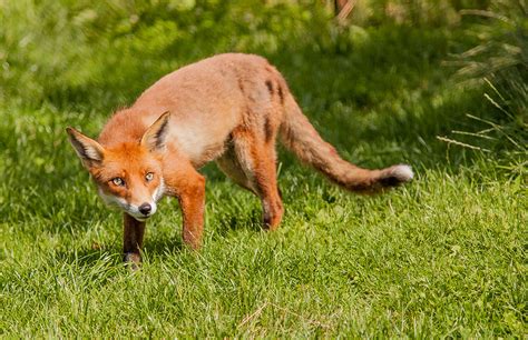 A British Red Fox Photograph By Dawn Oconnor Fine Art America