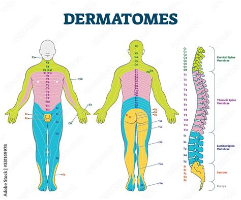 Dermatome Bilder Durchsuchen 75 Archivfotos Vektorgrafiken Und Videos