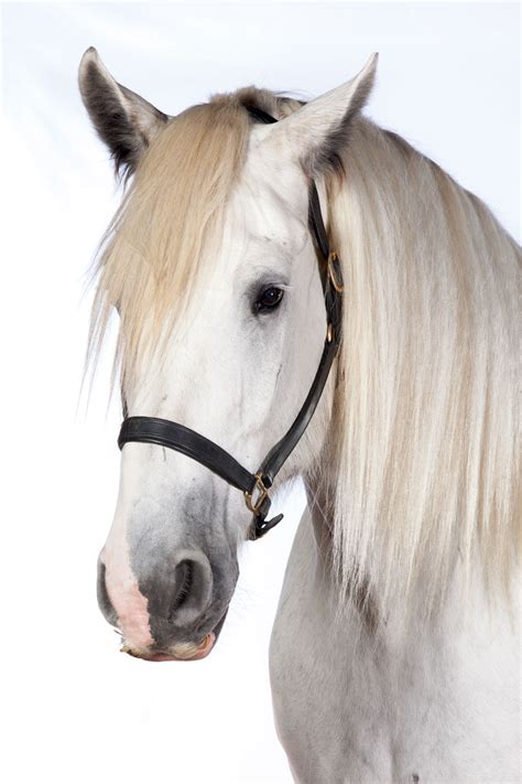 This belgian percheron cross, standing about 17 hands tall, was once a new york city carriage horse. Harness the Power of Draft Horses - Modern Farmer
