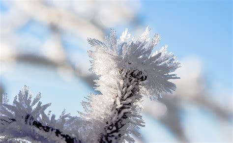 Free Images Tree Nature Branch Snow Cold White Flower Frost