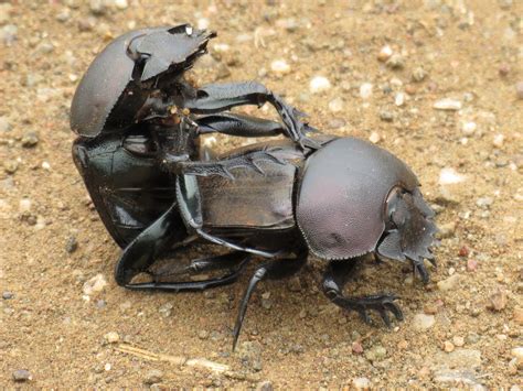 fascinating facts dung beetles wildark journal medium