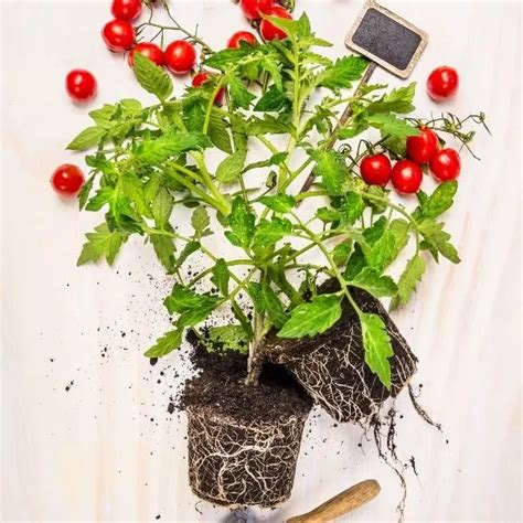 The Root System Of A Tomato Plant Everything You Need To Know