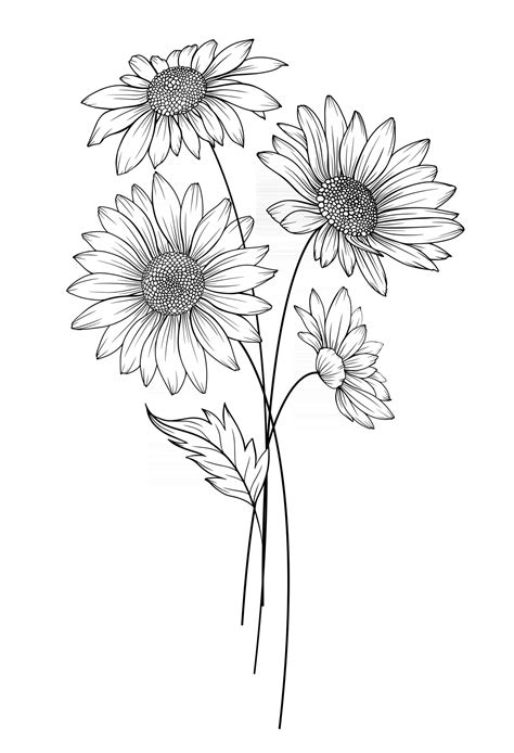 Daisy Flower Ukrainian Artist Sketch April Birth Flower