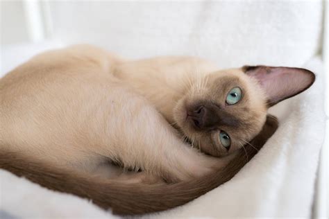 What A Gorgeous Tonkinese Cat Tonkinese Cat Oriental Shorthair Cats