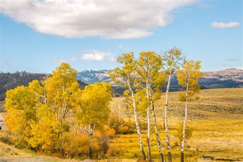 5 Reasons To Visit West Yellowstone Montana This Fall Outdoor Project