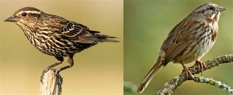 14 Brown Birds Common In New York 2024 Bird Watching Hq