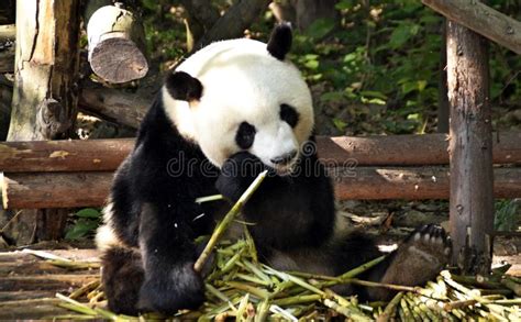 Chengdu China Juny 06 2017 Pandas Enjoying Eating Bamboo In