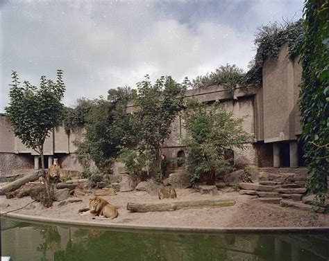 Amsterdams Zoo Is Broke Lions To Be Moved To South Of France