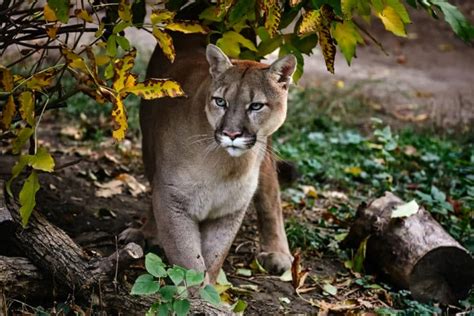 How To Keep Cougars Away From Campsite Safety Guide Camper Upgrade