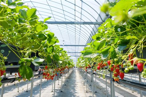 Growing Strawberries Indoors In Greenhouses The Ultimate Guide 2022