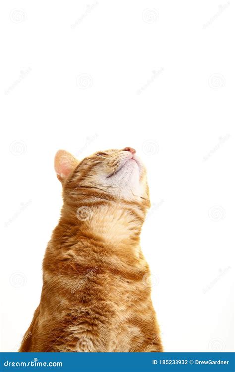 Cute Ginger Tabby Cat Looking Upwards Stock Photo Image Of Waiting