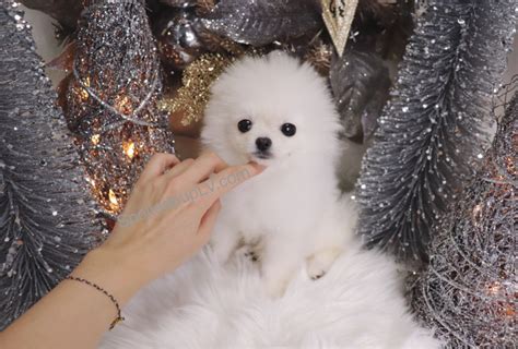 Is your life missing the friendship and love of a furry friend? Pomeranian Puppies For Sale | Las Vegas, NV #286860