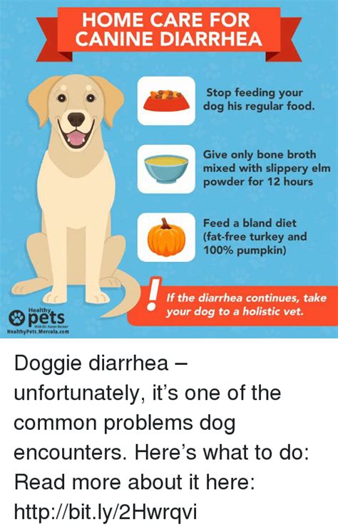 Home Care For Canine Diarrhea Stop Feeding Your Dog His Regular Food