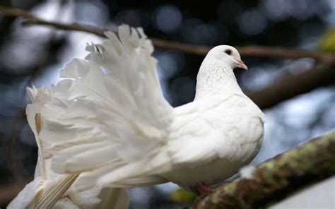 Animal Cold Cute White Dove Background Wallpapers For Your Computer