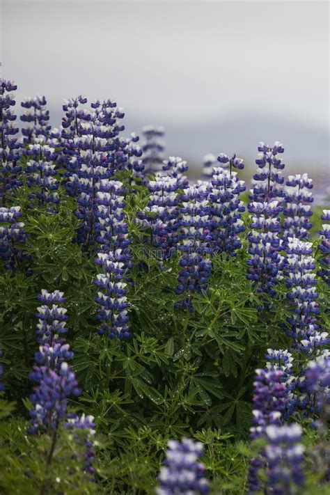 Lupine Flower Field In Summer With Mountain Background Stock Photo