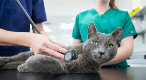 consejos útiles para llevar a tu gato al veterinario