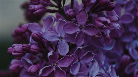 Lilac Inflorescences Flowers Floral 4k Hd Flowers Wallpapers Hd