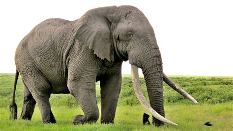 Tim Wild At Amboseli National Park In Kenya Elephant Encyclopedia