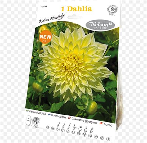 Dahlia Flower Bulb Yellow Tuber Png 800x800px Dahlia Arumlily Bulb