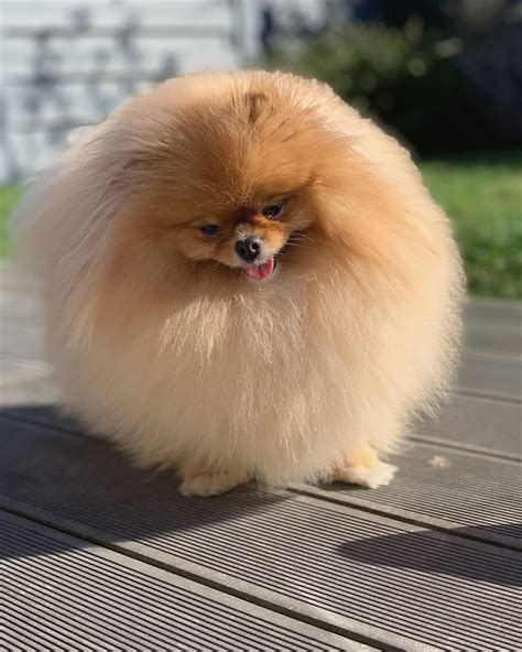 Fluffy Ball Cute Puppies Pomeranian Dog Beautiful Dogs