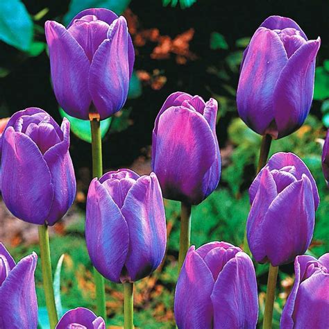 Purple Tulips Kintamaniz And All About Purple