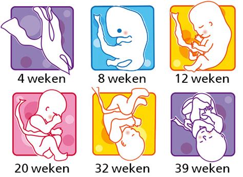 1 male and 3 females. Je zwangerschap van week tot week | Voedingscentrum