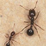 Types Of Fire Ants Photos