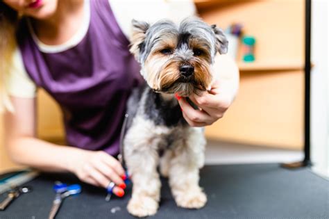 How Often Should Dogs Get Groomed A Simple Guide