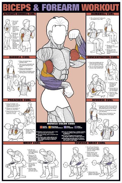 Biceps And Forearm Professional Fitness Workout Wall Chart Poster