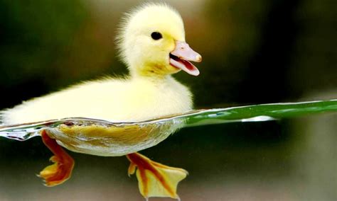 Cute Animal Desktop Backgrounds Wallpaper Photography Hd Baby Ducks